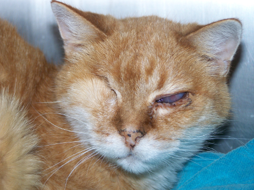 Cat with a corneal ulcer