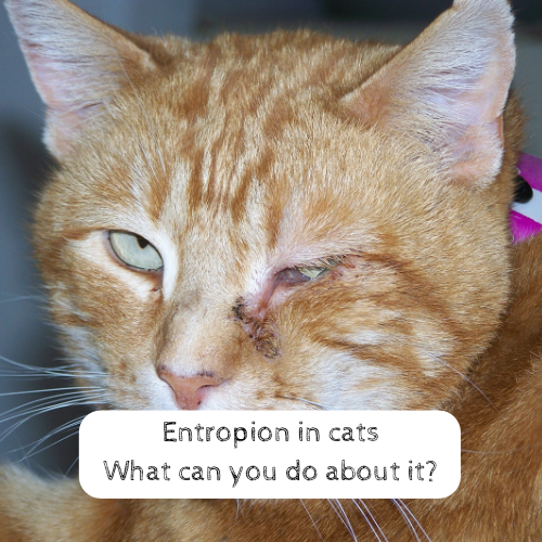 Entropion In Cats What Can You Do About It entropion-in-cats-what-can-you-do-about-it