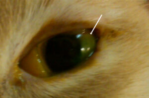 Fluorescent stain in the corneal ulcer of a cat.
