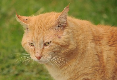 Cat has scratches around the ears and there is debris in his ear canal.