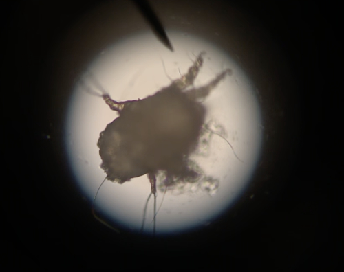 Ear mite seen under a microscope.