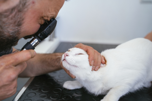 discharge from a cat's eye is being examined by a vet.
