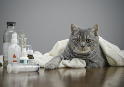 Which part of your cat’s body contains the medical problem?