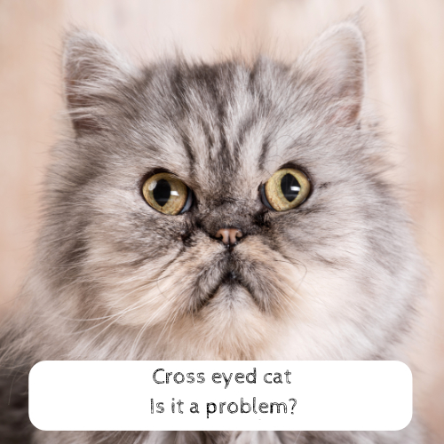 Cross eyed cats Is it a problem?