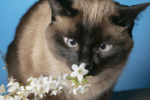 cross eyed cat sniffs at flowers.