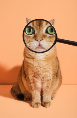 Cat eye's seen through a magnifying glass.