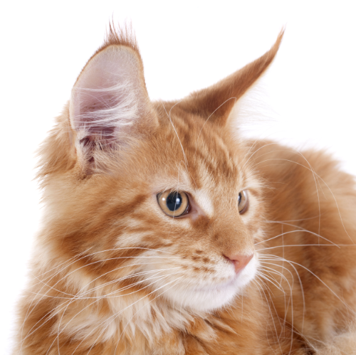 Which Ear Part Does Your Cat Have a Problem With?