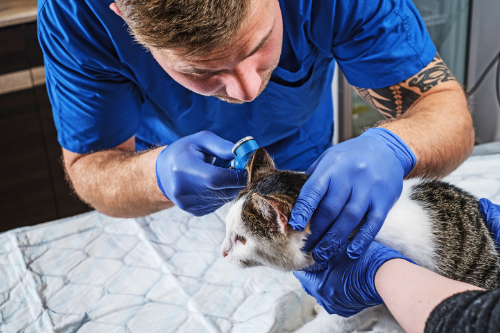 Ear Infections in Cats needs to be examined by a veterinarian.