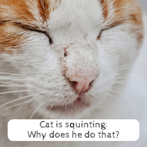 Cat is squinting Why does he do that?