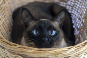 Cat in a basket looking over the edge with his cross eyes.