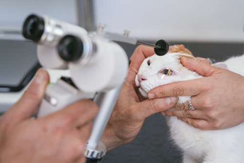 veterinarian is examining the eye of a cat to look for extra damage due to entropion in this cat.