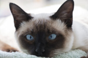 Example of a siamese cat that has eyes pointing in different locations.