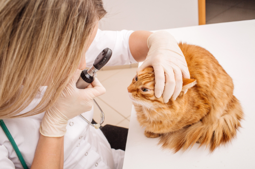 Eye examination of a cat by a veterinarian.