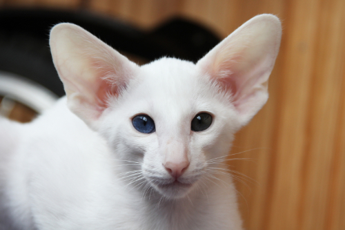 big ears in a cat.