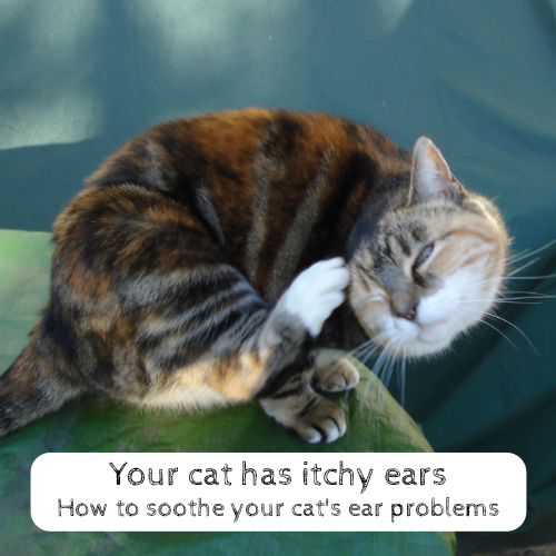 Your cat has itchy ears How to soothe your cat's ear problems