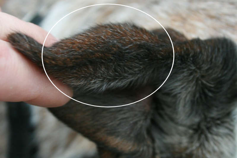 aural swelling in a cat's ear.