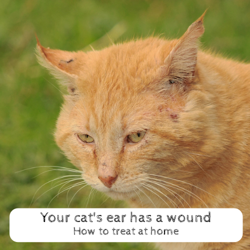 Your cat's ear has a wound How to treat at home