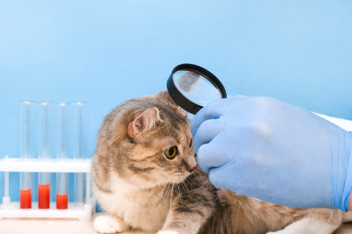 Hair Loss on Ears in Cats is being examined by a veterinarian.