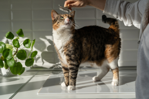 Regular grooming prevents Hair Loss on Ears in Cats.