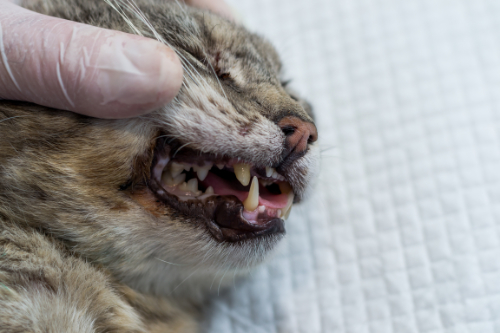 Broken canine tooth in a cat