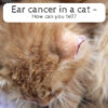 Ear cancer in a cat - How can you tell?