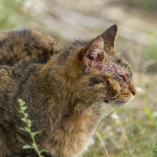 Scabs on a cat's ear and in front of it due to a parasitic infection.
