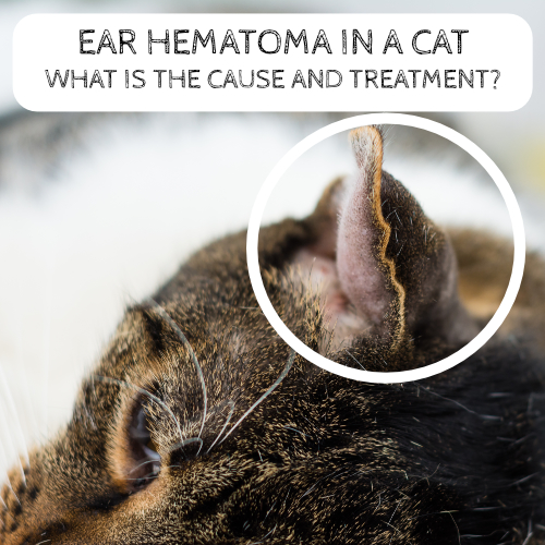 Ear hematoma in a cat What is the cause and treatment?