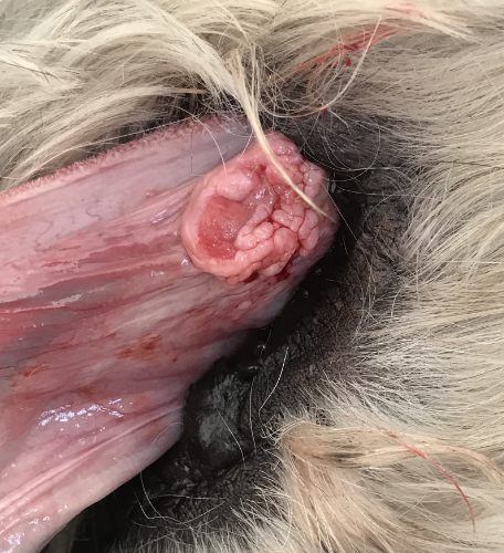 a tumor under the tongue of a cat.
