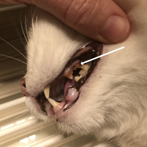 Tartar on a cat's molar needs to be removed.