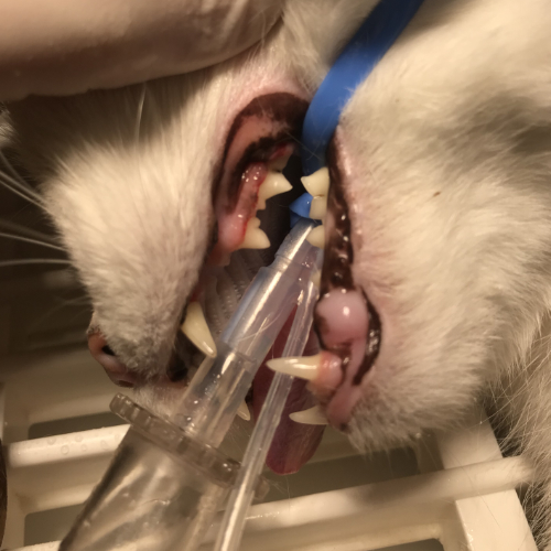 Clean teeth after the removal of tartar on cats teeth.