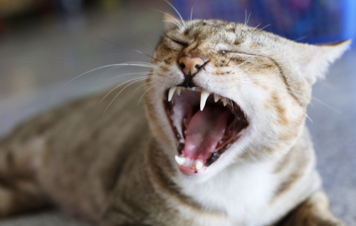 cat with big canine teeth. These canine teeth do not come loose easily.