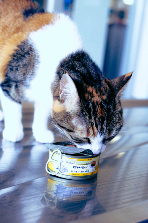 Cat losing a tooth does eat better if wet food is given.