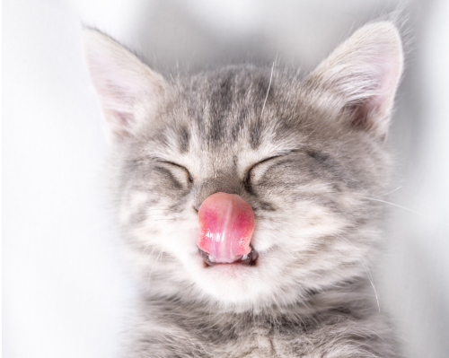 What do you notice on your cat’s tongue?