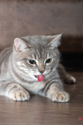 your-cat-has-ulcers-on-his-tongue-how-to-treat-them