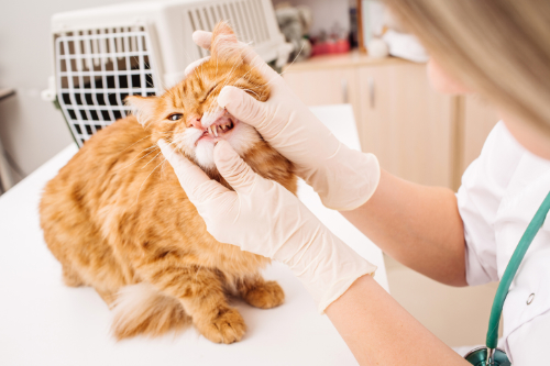 A cat is losing a tooth so he is being examined by a veterinarian.