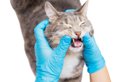 Examination of a cat's tongue to see if he has a wound on his tongue.