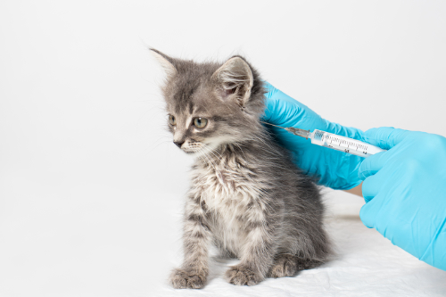Vaccination against cat flu helps to prevent ulcers on the tongue in cats.