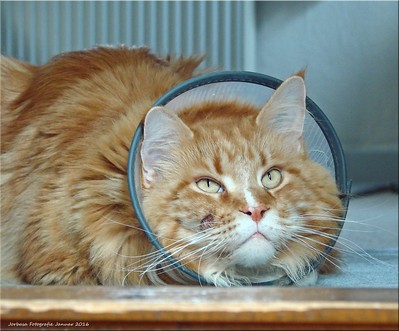 Cat wearing a medical collar to prevent him scratching the wound.