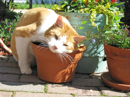 cat rubs his throat on a flowerpot due to itching.