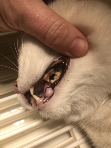 Tartar on the teeth of a cat are the cause of gingivitis.