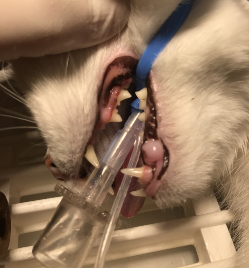 Cat has a tube in his throat during surgery. That can make him lose his voice for a couple of days.