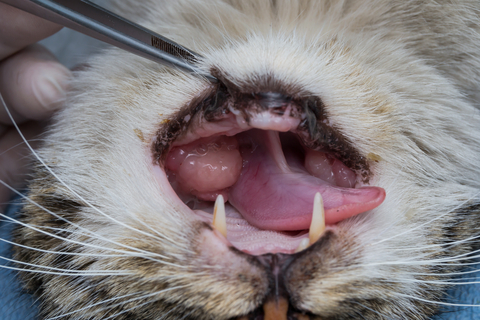 A cat with a growt on its gums of his lower jaw. It is a squamous cell carcinoma.