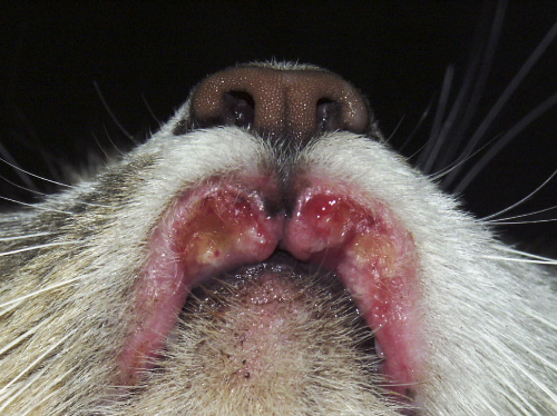 severe mouth sore in a cat.