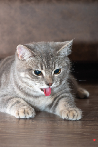 Cat in pain sticks out his tongue. This is caused by gingivitis.