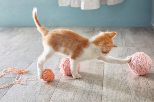 kitten plays with a string, which is a common object that gets caught in the throat.