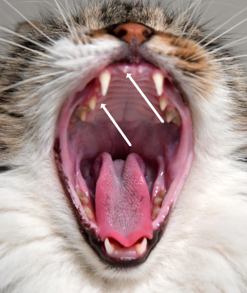 Arrows point the places where gingivitis can be seen in this cat.