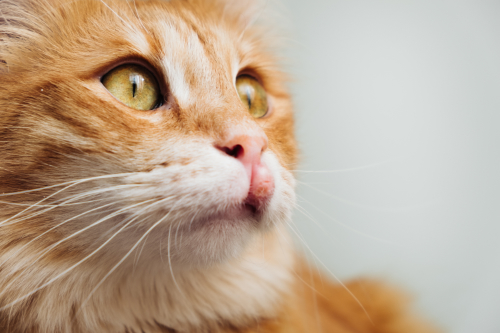 A swollen upper lip in a cat due to a tumor