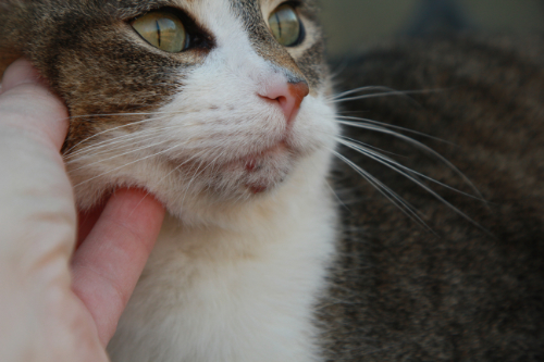 Cat with a mild form of feline acne as a cause for his swollen bottom lip.