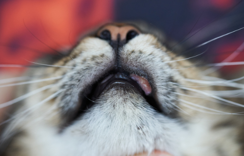 Cat with mouth sore - What can you do about it? - Foreign Feeling In Mouth From Cat Bite
