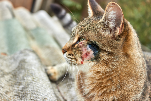 A swollen lip in this cat is caused by an infection
